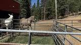 704-325 Indians Rd - Photo 22