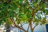 1221 Pear Street - Photo 43