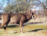 0000 Aoudad Drive - Photo 19