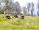 0000 Aoudad Drive - Photo 21