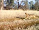 0000 Aoudad Drive - Photo 23