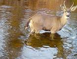 0000 Aoudad Drive - Photo 24