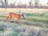 0000 Aoudad Drive - Photo 25
