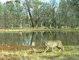 0000 Aoudad Drive - Photo 30