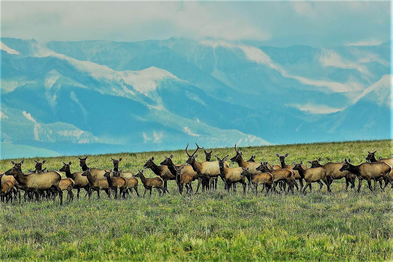 Specie Wilderness Ranch - Photo 1 Specie Wilderness Ranch - Photo 1