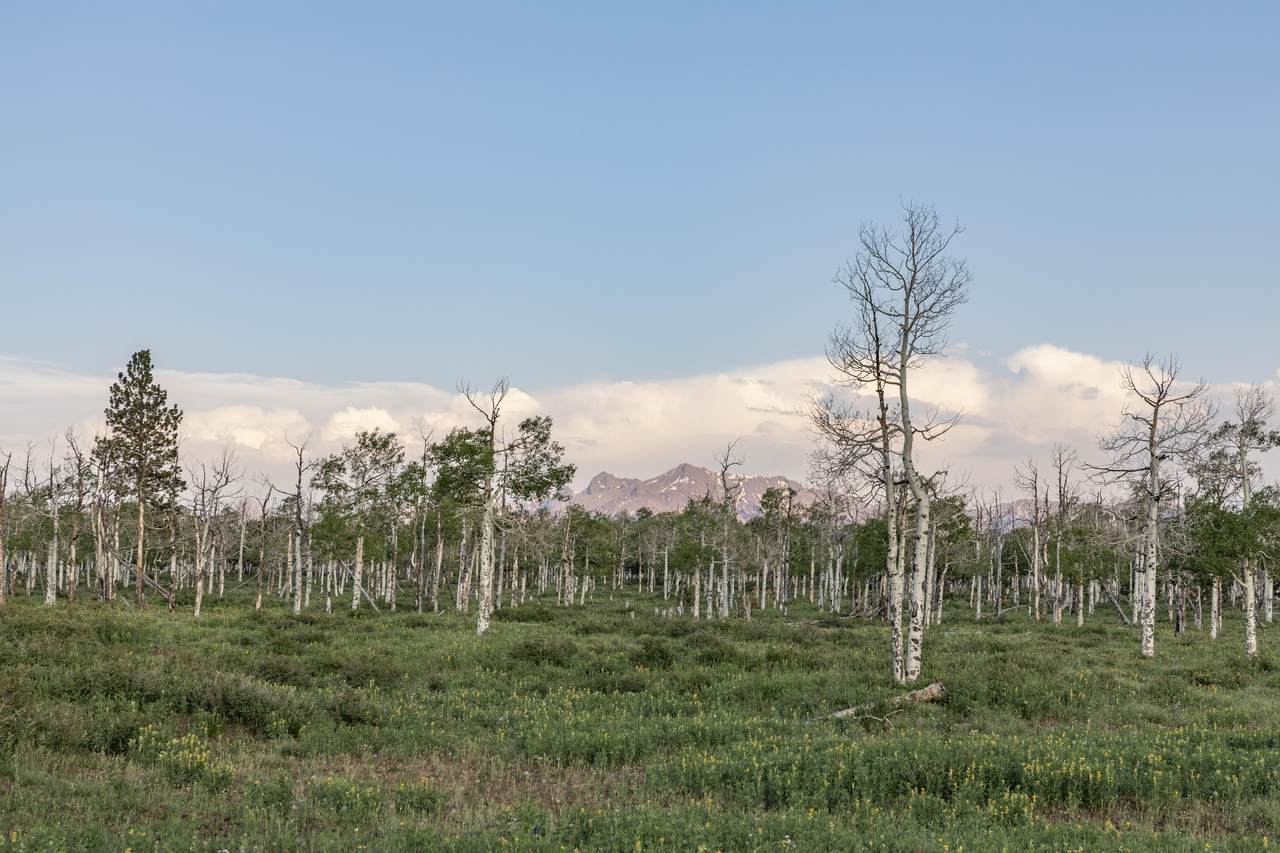 TBD Mckenzie Springs Road - Photo 1