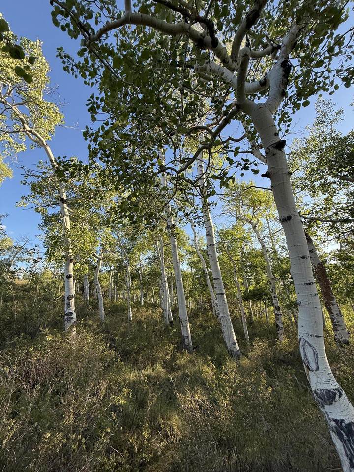 https://bt-photos.global.ssl.fastly.net/telluride/1280_boomver_1_44499-2.jpg