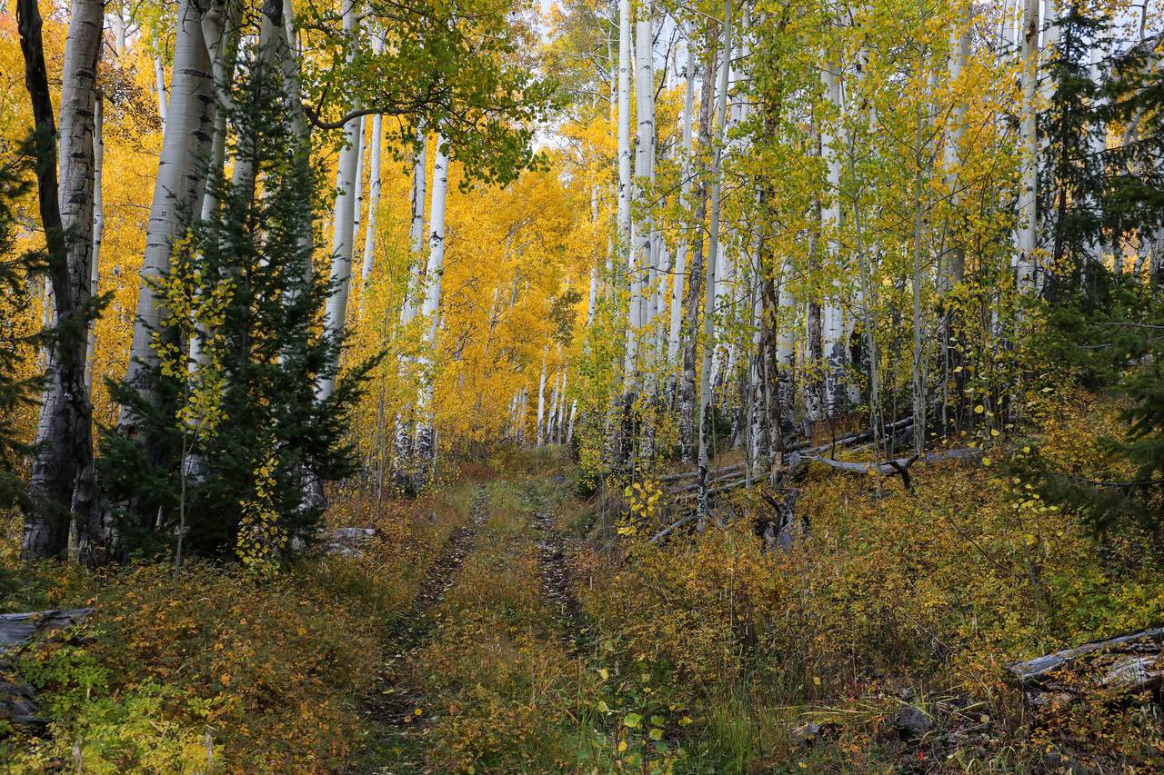 https://bt-photos.global.ssl.fastly.net/telluride/1280_boomver_1_44573-2.jpg