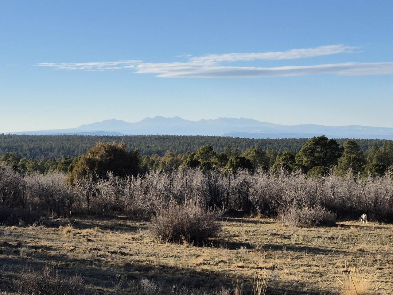 TBD South Avalon - Photo 1