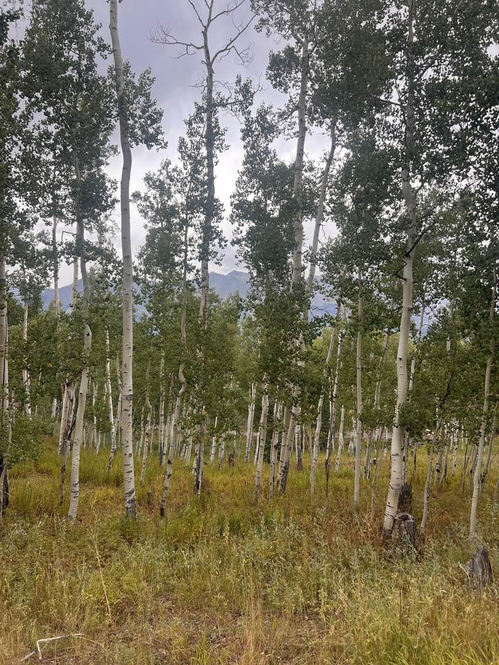 tbd Wapiti Road - Photo 1