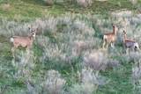TBD Fall Creek Road - Photo 11