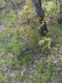 TBD County Road 5 - Photo 20