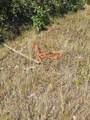tbd Lone Cone Meadows Lane - Photo 15