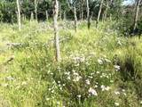 2A Beaver Pines Loop - Photo 30