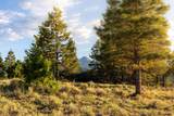 17 Dragon Lode Drive - Photo 9