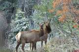 TBD Beaver Pines Loop - Photo 23