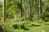 TBD Sunlight Mine Lane - Photo 25