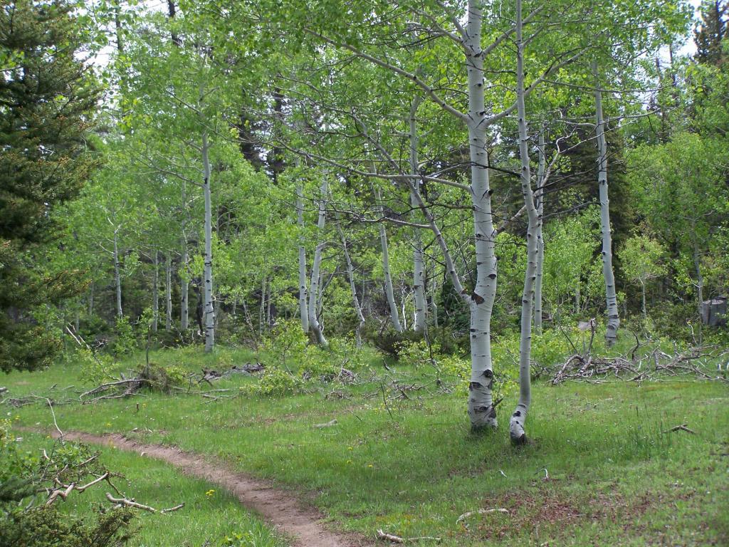 TBD Divide Road - Photo 1