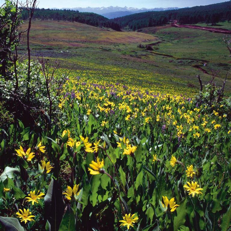 8A Sneffels Lane - Photo 1