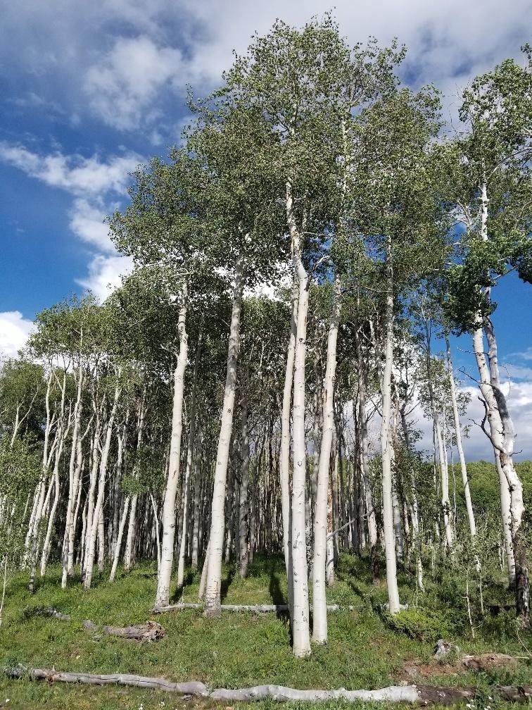 https://bt-photos.global.ssl.fastly.net/telluride/orig_boomver_1_43761-2.jpg