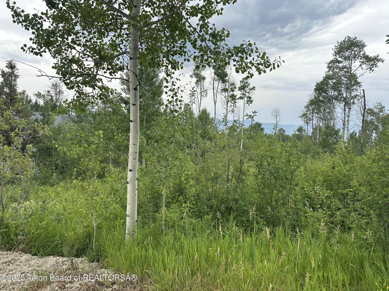 LOT 61 Pine Drive - Photo 1