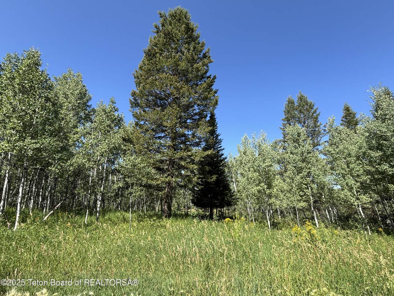 52 Forest Drive - Photo 1