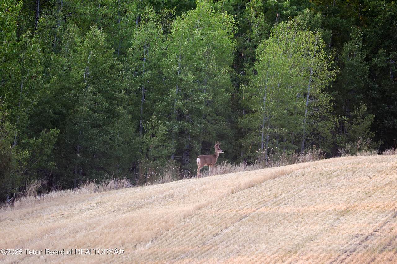  Deckers Pt Road - Photo 1