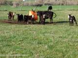 140 Cow Camp Road - Photo 46