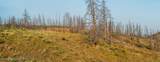 TRACT 17 Fisherman Creek Road - Photo 22