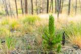 TRACT 17 Fisherman Creek Road - Photo 36