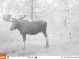 2815 Black Sheep Farm Road - Photo 49