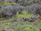 TBD Yellowstone Basin Drive - Photo 13