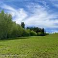 40 ACRES Robinson Lane - Photo 11