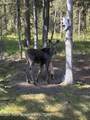 6600 Paintbrush Trail - Photo 27