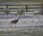 TBD Lot 41, Muleshoe Road - Photo 25