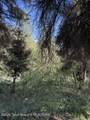 77 Redwood Road - Photo 5