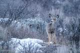 3011 Canyon Crest Drive - Photo 49