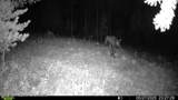  Lot 5 Sunrise Mountain Estates - Photo 16