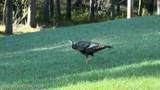 278 Dell Creek Road - Photo 53