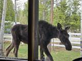 559 Moose Street - Photo 42