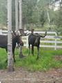 559 Moose Street - Photo 43