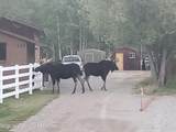 559 Moose Street - Photo 46