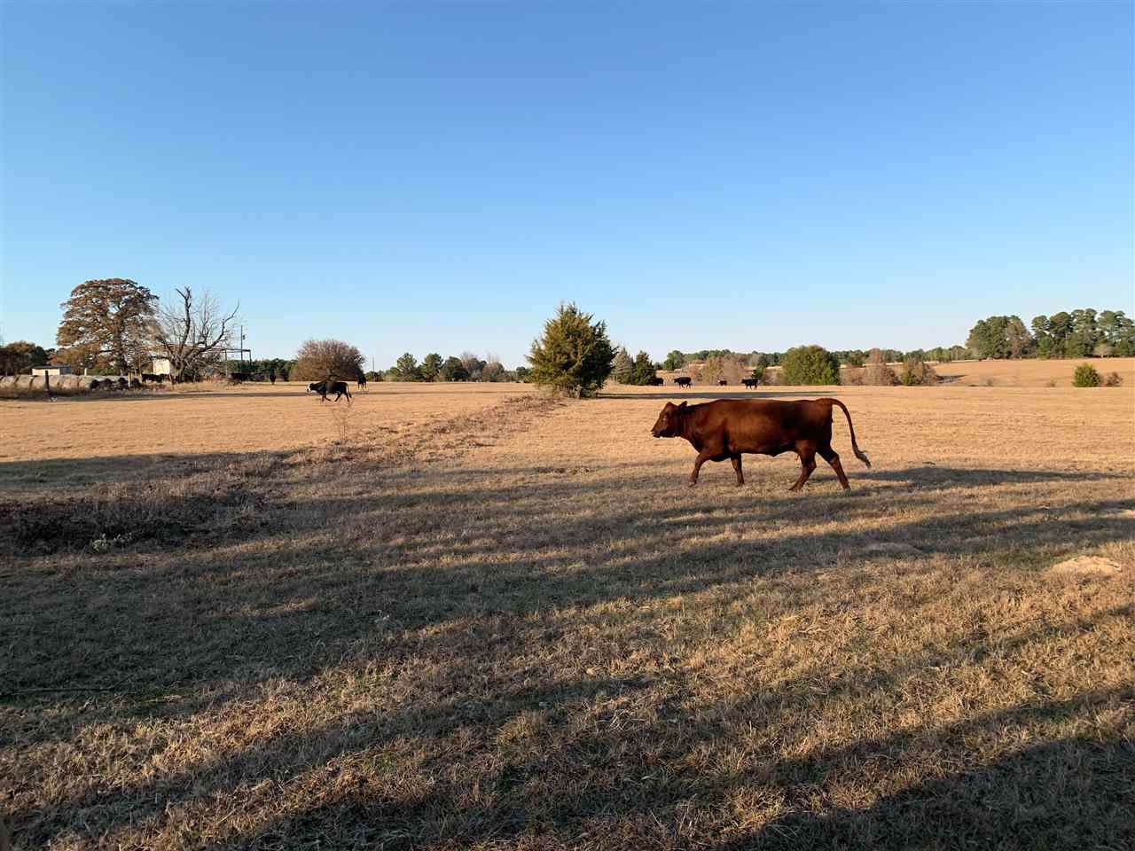 TBD-C County Road 2121 - Photo 1