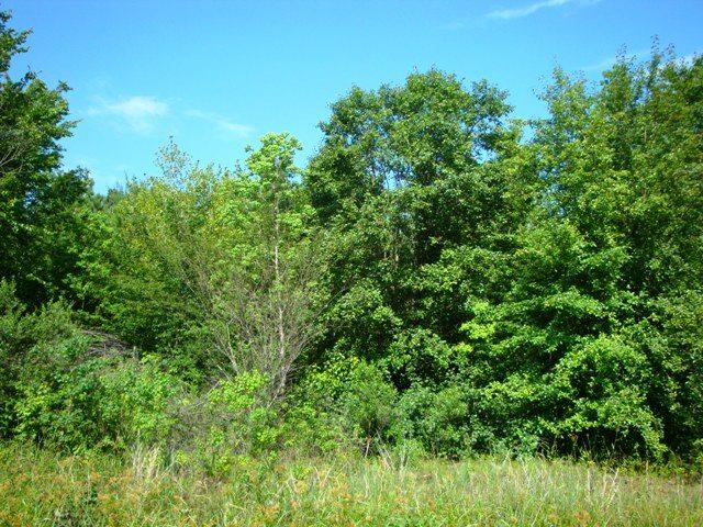 Lot 19 Heather Dr - Photo 1