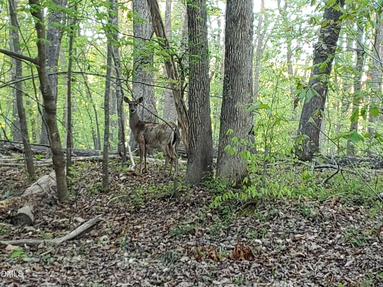 Lot 2 Deer Run Trail - Photo 1
