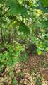 257 Fairhaven Drive - Photo 6