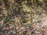 0 Old Lystra Road - Photo 12