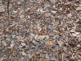 12 Lone Oak Trail - Photo 11