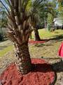 1178 Cyprus Street - Photo 6