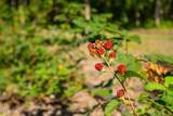 499 Jumping Run Road - Photo 135